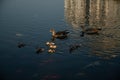 Nile geese with chicks in a pond with koi fish Royalty Free Stock Photo