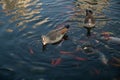 Nile geese with chicks in a pond with koi fish Royalty Free Stock Photo