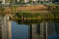 Nile geese with chicks in a pond with koi fish Royalty Free Stock Photo