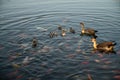 Nile geese with chicks in a pond with koi fish Royalty Free Stock Photo