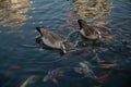 Nile geese with chicks in a pond with koi fish Royalty Free Stock Photo