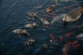 Nile geese with chicks in a pond with koi fish Royalty Free Stock Photo