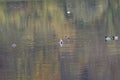 Nile geese in the Danube