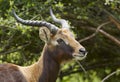 Nile lechwe Royalty Free Stock Photo