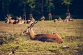 The Nile lechwe or Mrs Gray`s lechwe Kobus megaceros Royalty Free Stock Photo