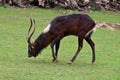 Nile lechwe Kobus megaceros male antelope Royalty Free Stock Photo