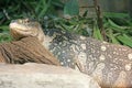 Nile Monitor 1 Royalty Free Stock Photo