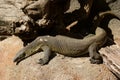 Nile Monitor Royalty Free Stock Photo