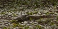 Nile Monitor in a lagoon Royalty Free Stock Photo