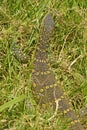 Nile Monitor Lizard Camouflaged in the Grass Royalty Free Stock Photo