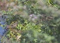 Nile monitor lizard hiding in grass reeds by river bank