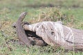 Nile monitor lizard on a log in africa Royalty Free Stock Photo