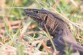 Nile monitor lizard portrait