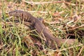 Nile Monitor lizard Royalty Free Stock Photo