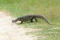 Nile monitor lizard on the road Royalty Free Stock Photo