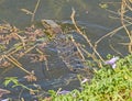 Nile monitor lizard swimming in reeds by river bank