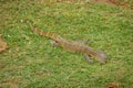 Nile monitor lizard Varanus niloticus, Queen Elizabeth National Park, Uganda. Royalty Free Stock Photo