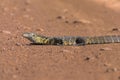 Nile Monitor Lizard Varanus niloticus Royalty Free Stock Photo