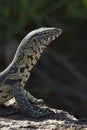 Nile Monitor Lizard (Varanus niloticus) South Africa Royalty Free Stock Photo
