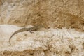 Nile monitor lizard Varanus niloticus walking on a sandy bank of the Nile river looking for eggs of birds, Murchison Falls Natio