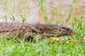 Nile monitor lizard walking near the water Royalty Free Stock Photo