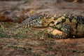 Nile Monitor - Varanus niloticus