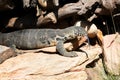 Leguaan or iguana Royalty Free Stock Photo