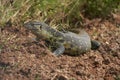 Nile monitor Varanus niloticus large member of monitor family Varanidae