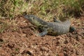 Nile monitor Varanus niloticus large member of monitor family Varanidae