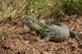 Nile monitor Varanus niloticus large member of monitor family Varanidae Royalty Free Stock Photo