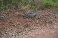 Nile monitor Varanus niloticus large member of monitor family Varanidae