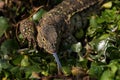 Nile Monitor - Varanus niloticus Royalty Free Stock Photo