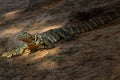 Nile Monitor - Varanus niloticus Royalty Free Stock Photo