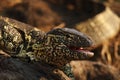 The Nile monitor Varanus niloticus, portrai with open jaws