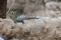 Nile Monitor Varanus niloticus on a trunk Royalty Free Stock Photo