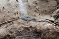 Nile Monitor Varanus niloticus on a trunk Royalty Free Stock Photo