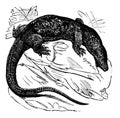 Nile monitor Varanus niloticus or Water Leguaan, vintage engraving Royalty Free Stock Photo