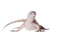 Nile monitor on white background