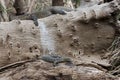 Nile Monitors Varanus niloticus Royalty Free Stock Photo