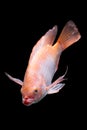 Nile Red Tilapia Fish