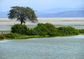 The Nile River closeup. Island overgrown with greenery and trees