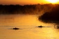 Nile River Sunrise Hippos in the Water Royalty Free Stock Photo