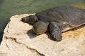 Nile Soft-shelled Turtle (Trionyx triunguis) Royalty Free Stock Photo