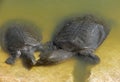 Nile Soft-shelled Turtle (Trionyx triunguis) Royalty Free Stock Photo