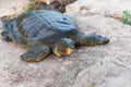 Nile soft-skinned turtle - Trionyx triunguis - climbs onto the stone beach and eats in the Alexander River near Kfar Vitkin settle