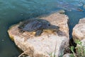 Nile soft-skinned turtle - Trionyx triunguis - climbs onto the stone beach and eats in the Alexander River near Kfar Vitkin settle