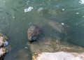 Nile soft-skinned turtle - Trionyx triunguis - climbs onto the stone beach in search of food in the Alexander River near Kfar Vitk