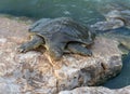 Nile soft-skinned turtle - Trionyx triunguis - climbs onto the stone beach in search of food in the Alexander River near Kfar Vitk