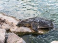 Nile soft-skinned turtle - Trionyx triunguis - climbs onto the stone beach in search of food in the Alexander River near Kfar Vitk