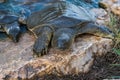 Nile soft-skinned turtle - Trionyx triunguis - climbs onto the stone beach in search of food in the Alexander River near Kfar Vitk